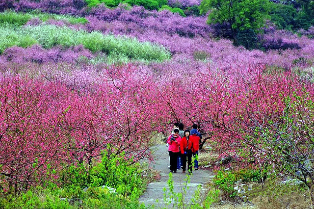 Gongcheng Peach Blossom Festival,Guilin
