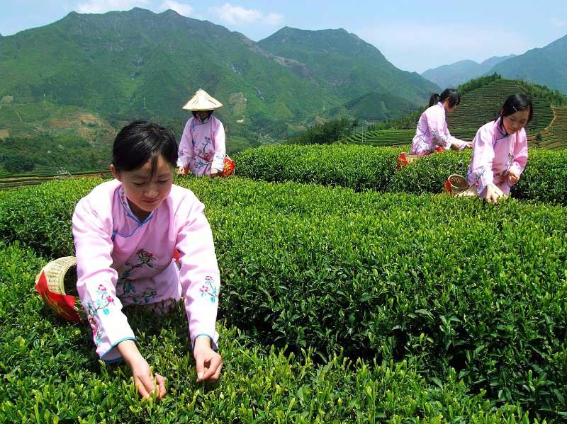 Tea farmers are busy picking tea leaves