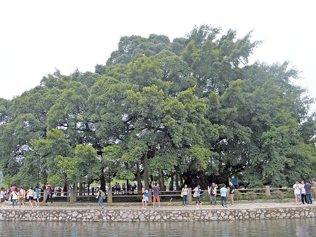 Ancient Banyan Tree,Yangshuo