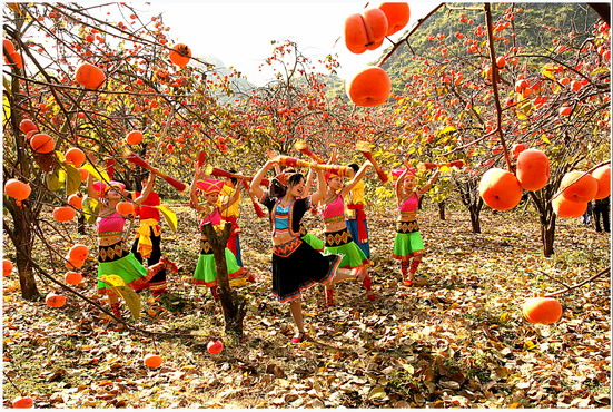 Autumn harvest of Gongcheng Persimmon,Guilin