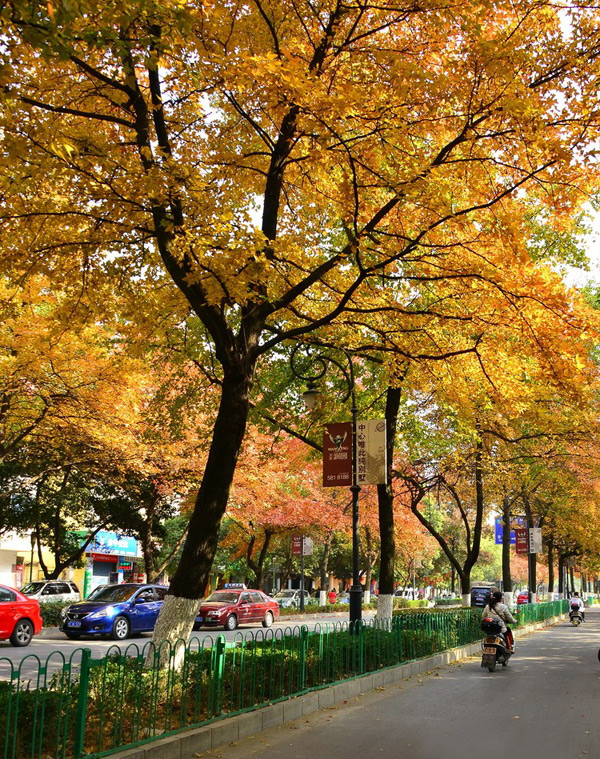 Red maple leaves along Qixing Road,Guilin