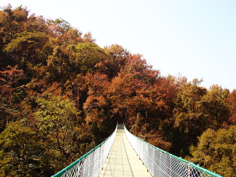 Maple leaves of Gudong Scenic Area,Guilin