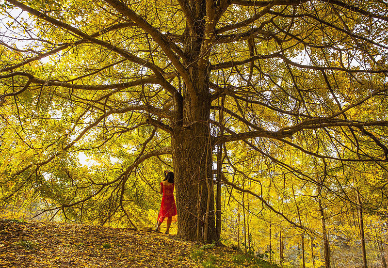 golden yellow gingko trees of Haiyang village,Guilin