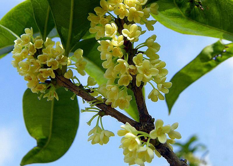Sweet Osmanthus - the city flower of Guilin,China
