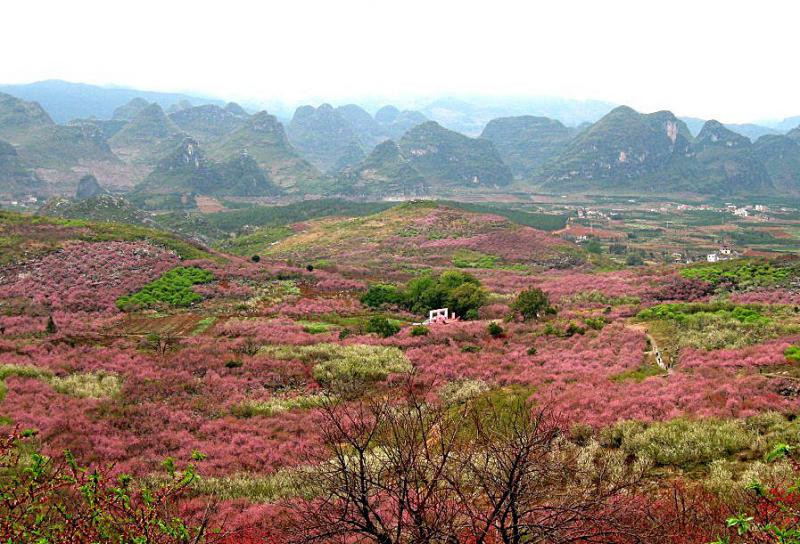 Guilin Gongcheng Peach Blossom Festival