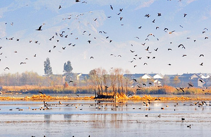 Birds coming for staying over winter