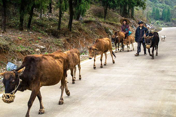 bike tour to Yangshuo