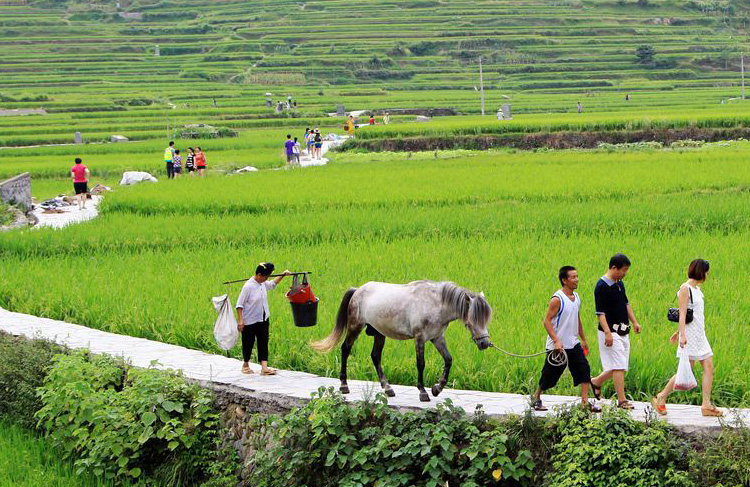 The rice terraces are found everywhere