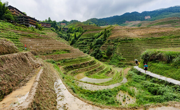 Longji Rice Paddy