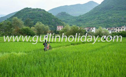 Cycling through the local rice peddy