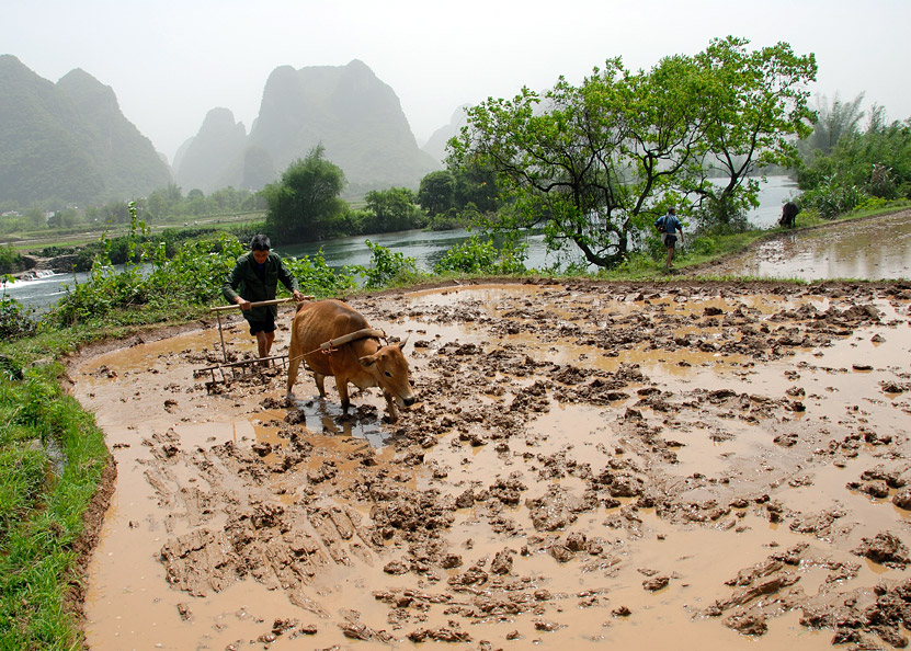 Chinese Farmer was plowing in Yangshuo counntryside