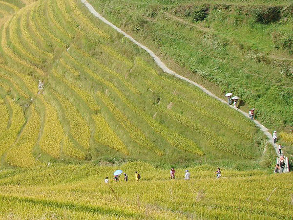 Longji hiking for a great view of the marvelous rice terraces