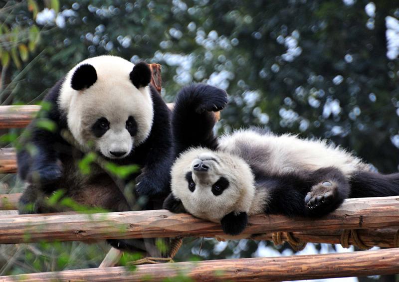 Chengdu Giant Panda Breeding Research Base,Sichuan China