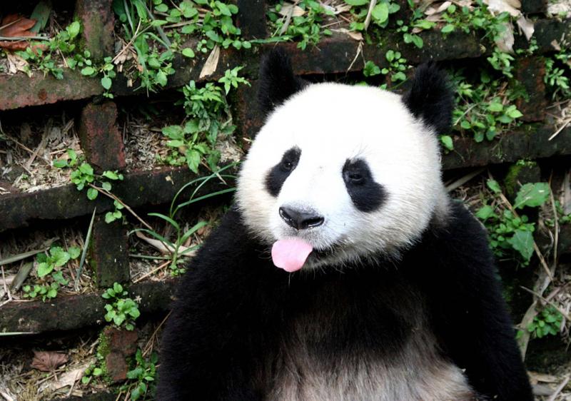 Chengdu Giant Panda Breeding Research Base,Sichuan China