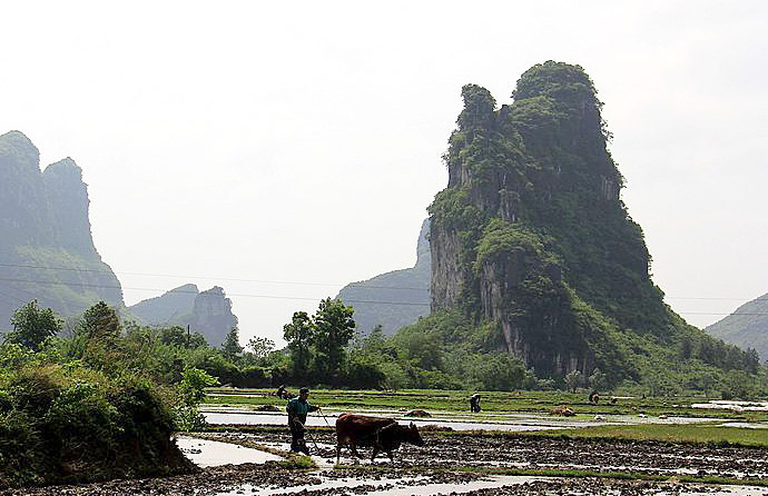 Spring ploughing in Yangshuo countryside