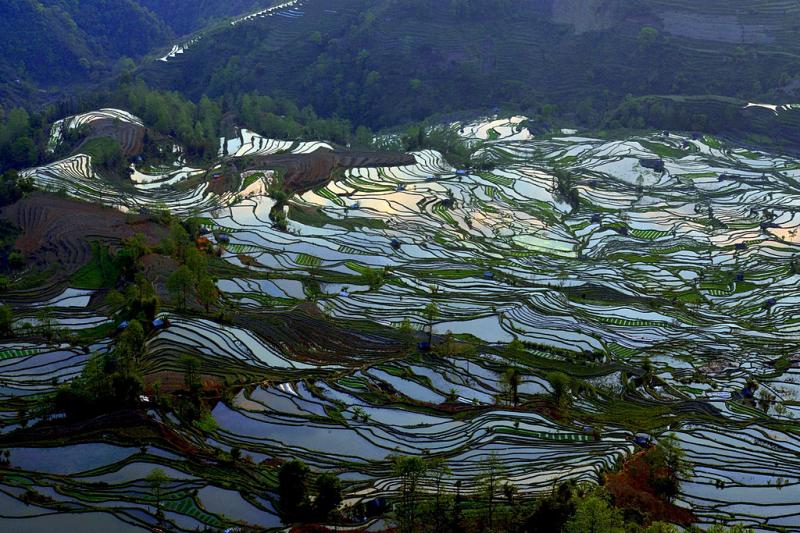 Laohuzui rice terraces of Yuanyang,Yunnan