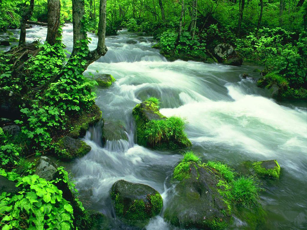 Crystal clear water of Golden Whip Stream