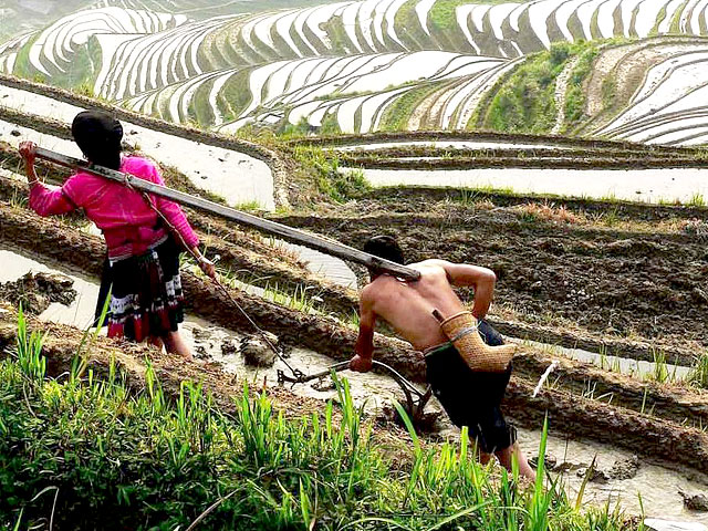 Spring plowing in Longsheng Rice Terraces