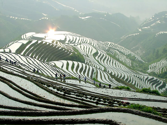 Longji (dragon's backbone) rice terraces,Longsheng