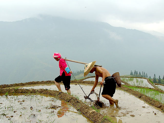 Spring plowing on Longji Rice Terraces