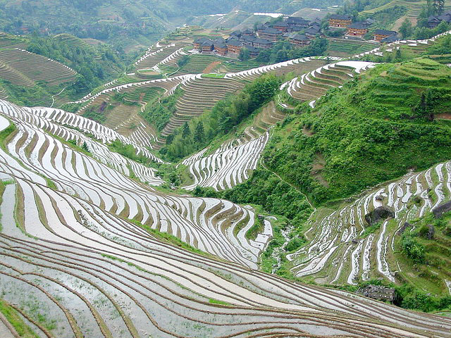 Longji (Dragon's back) Terraced rice fields,Longsheng