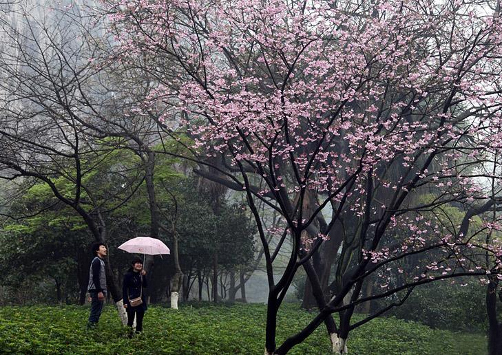 Cherry Blossoms Festival within Guilin Nanxishan Park