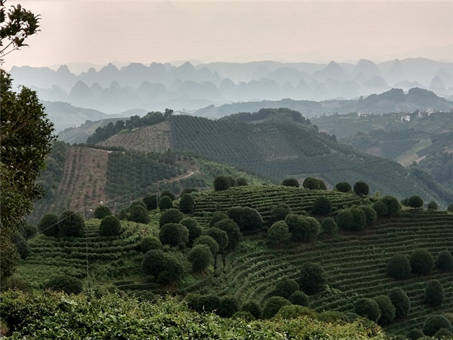 Visit Seven Immortals Peak Tea Farm