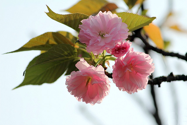 Cherry Blossom,Guilin