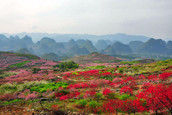 Gongcheng Peach Blossom Festival,Guilin