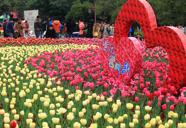 Tulips within Zizhou Park,Guilin