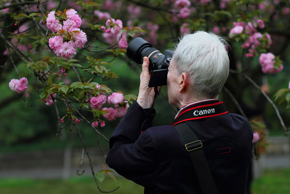 Guilin Cherry Blossom Festival