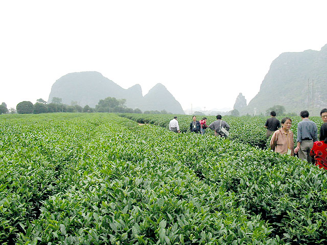 Guilin tea farm
