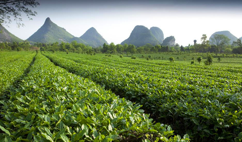 Tea farm near Yao Mountain, Guilin China