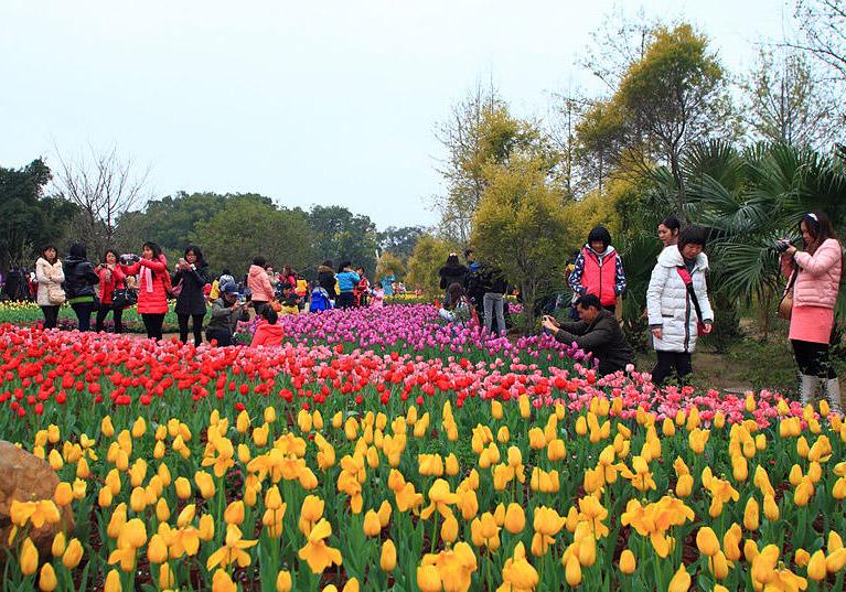Tulip Flower Show within Zizhou Park,Guilin